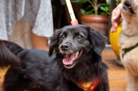 A black dog with a happy expression wearing a colorful bandana is the focal point. Its tongue is out, and it seems to be on a leash. Another dog is partially visible, and there are humans around, possibly walking the dogs. The setting appears to be outdoors with plants and a wooden deck.