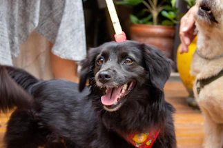 A cheerful dog wearing a colorful bandana, happily looking up with sparkles around.
