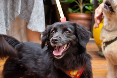 A black dog with a happy expression wearing a colorful bandana is the focal point. Its tongue is out, and it seems to be on a leash. Another dog is partially visible, and there are humans around, possibly walking the dogs. The setting appears to be outdoors with plants and a wooden deck.