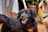 A black dog with a happy expression wearing a colorful bandana is the focal point. Its tongue is out, and it seems to be on a leash. Another dog is partially visible, and there are humans around, possibly walking the dogs. The setting appears to be outdoors with plants and a wooden deck.
