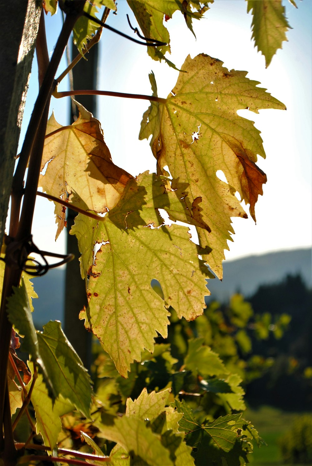 a close up of a leafy vine with a sky background