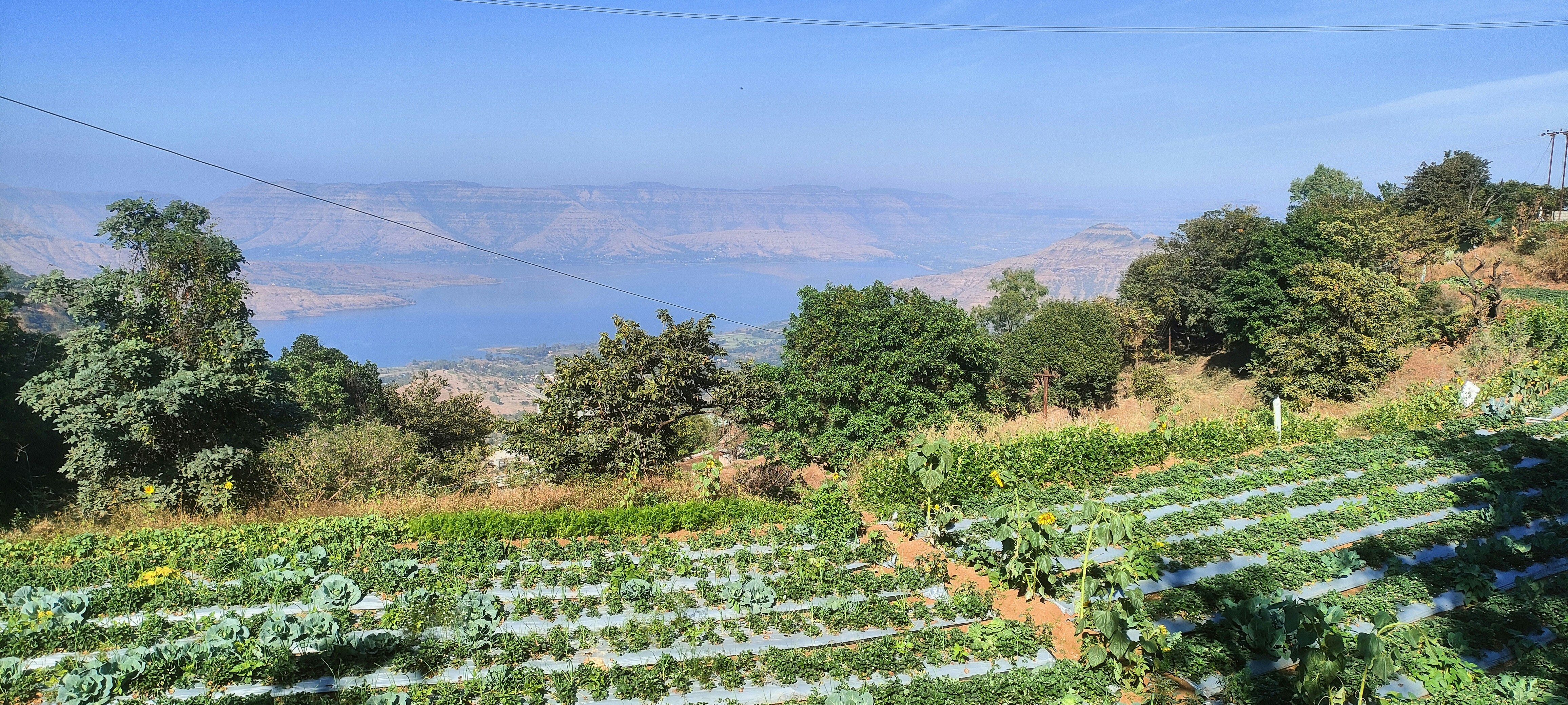 A scenic view of Sicily's countryside with fields of crops.