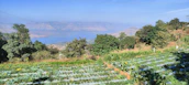 A farmer inspecting a thriving crop field with a backdrop of rolling hills and clear water streams.