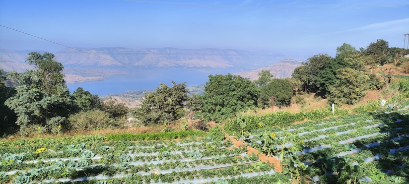 A scenic view of a lush green farm with ripe produce.