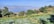 A scenic landscape featuring a lush green agricultural field with rows of crops growing on the hillside. In the background, a vast body of water stretches out, surrounded by distant mountains under a clear blue sky. The foreground is dominated by vibrant greenery, and a few large trees are visible, providing a natural frame to the picturesque view.