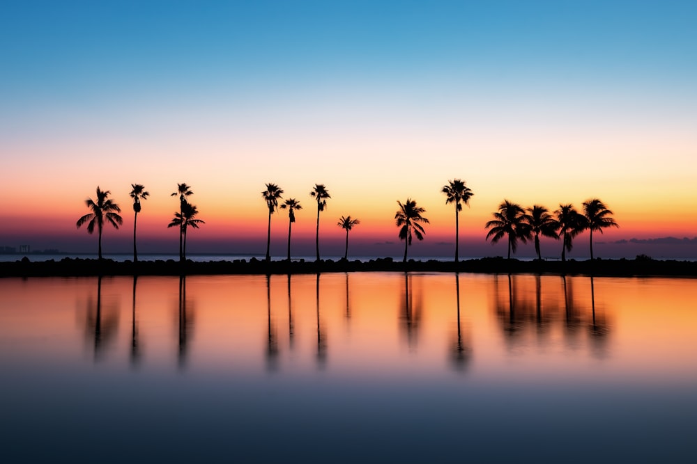 a group of palm trees sitting next to a body of water