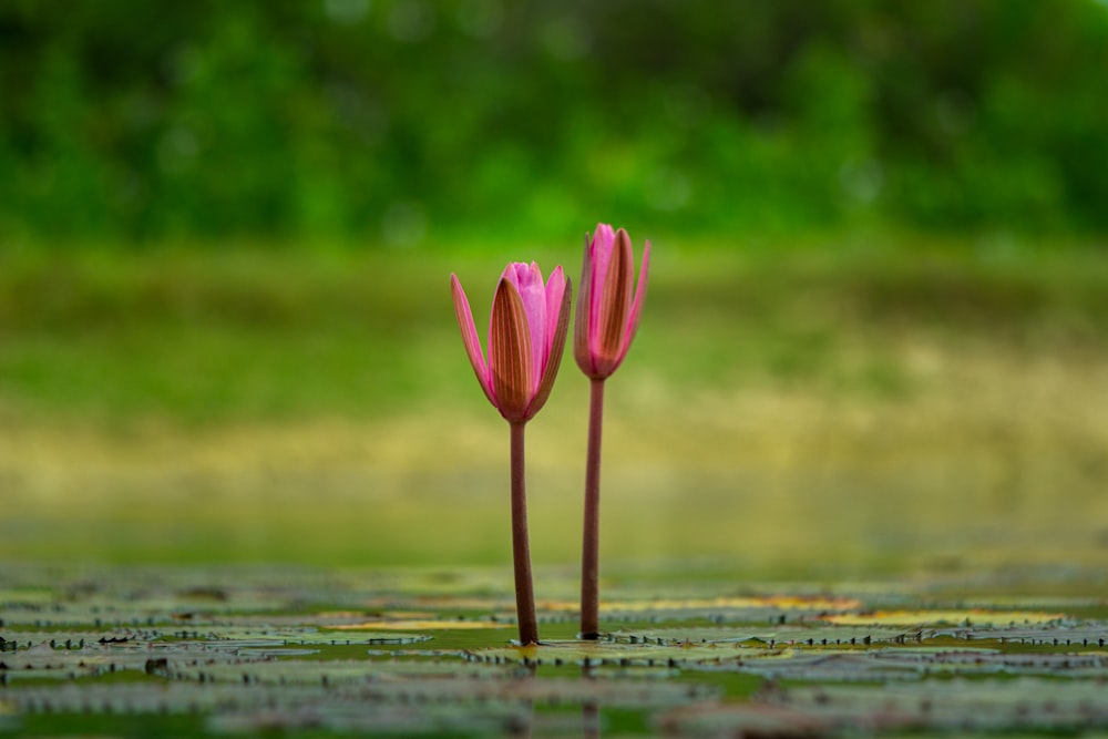 two pink flowers sticking out of the water