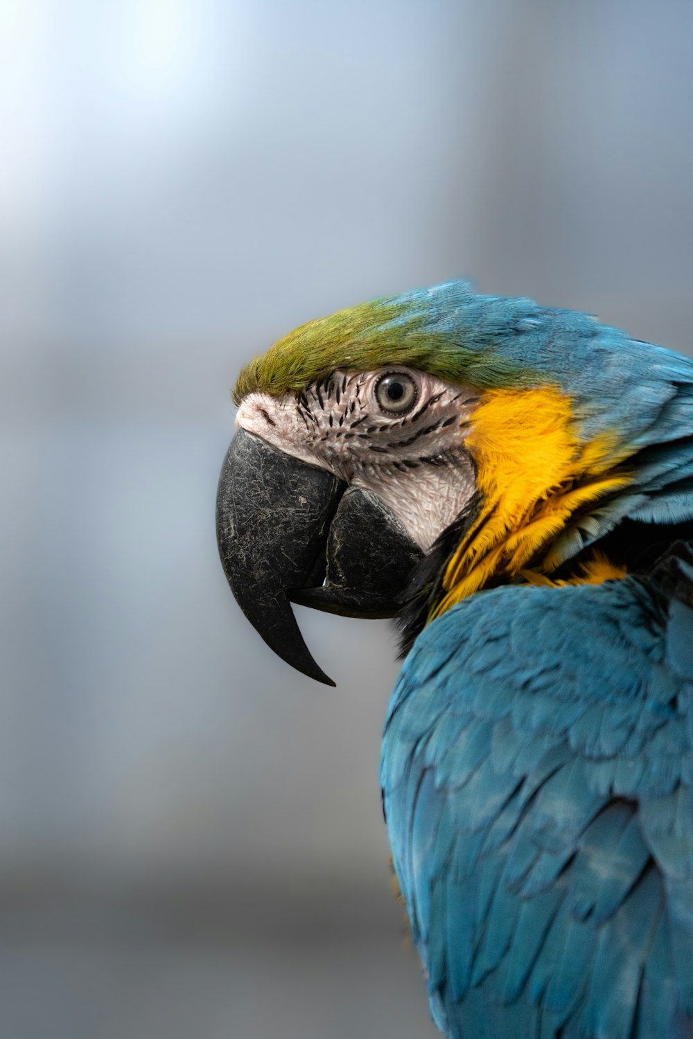 a blue and yellow parrot with a black beak
