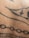 A close-up view of a section of human skin with black ink tattoo designs, including lines, dots, and abstract geometric patterns.