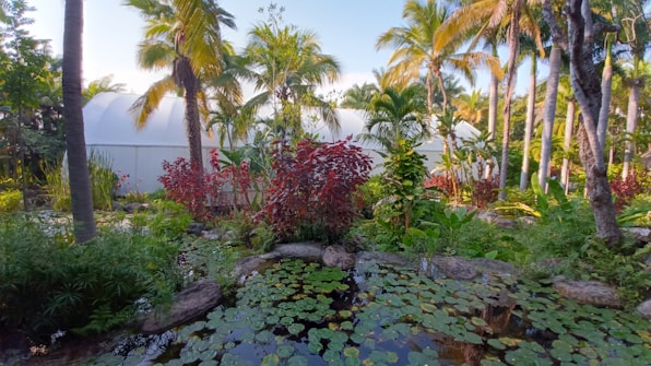 A lush tropical garden featuring tall palm trees and a variety of vibrant plants and foliage, including red and green leaves. A small pond is visible in the foreground, covered with lily pads and surrounded by rocks. In the background, there's a white structure, possibly a greenhouse or dome.