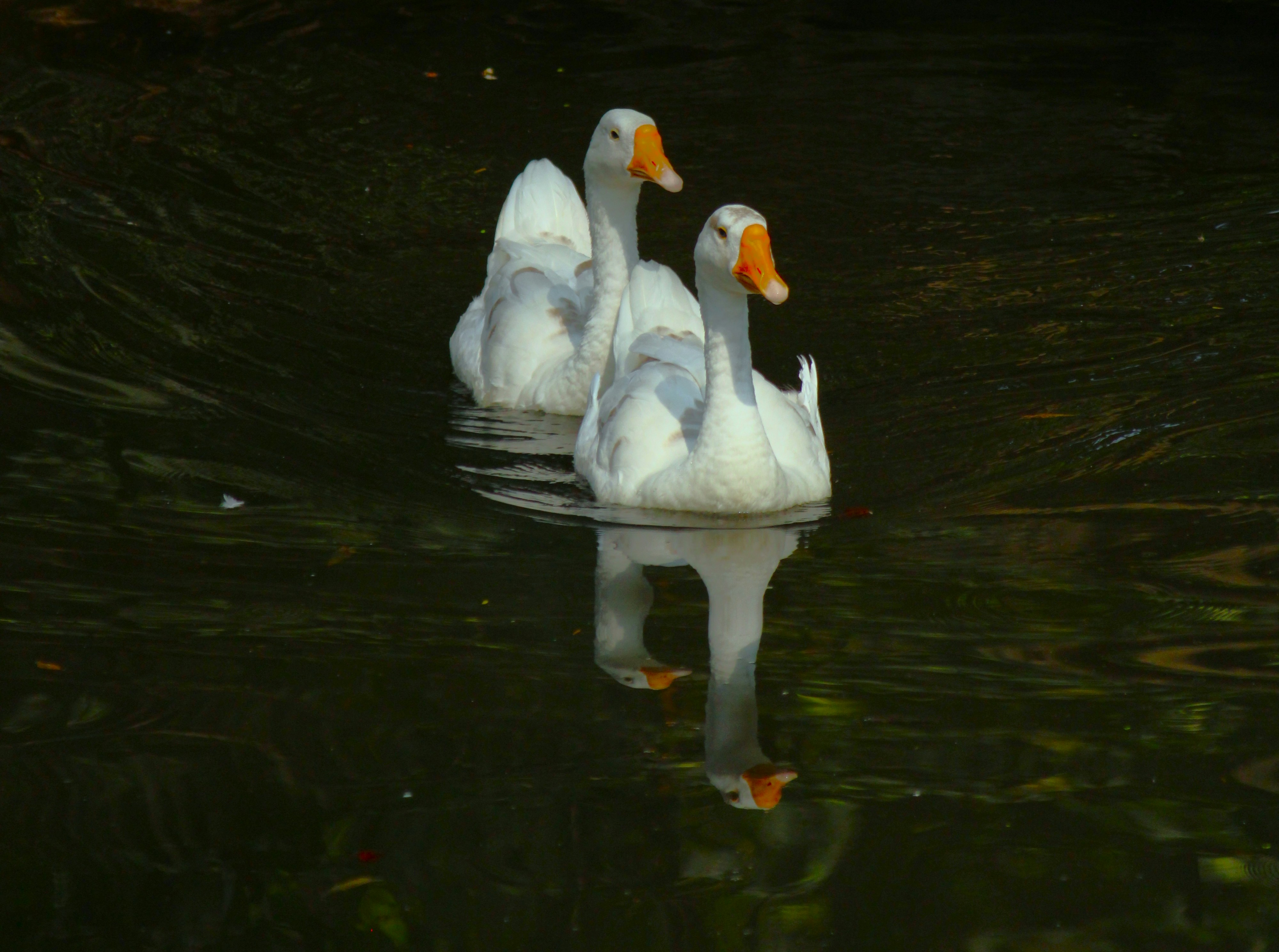 Photo by saikat11