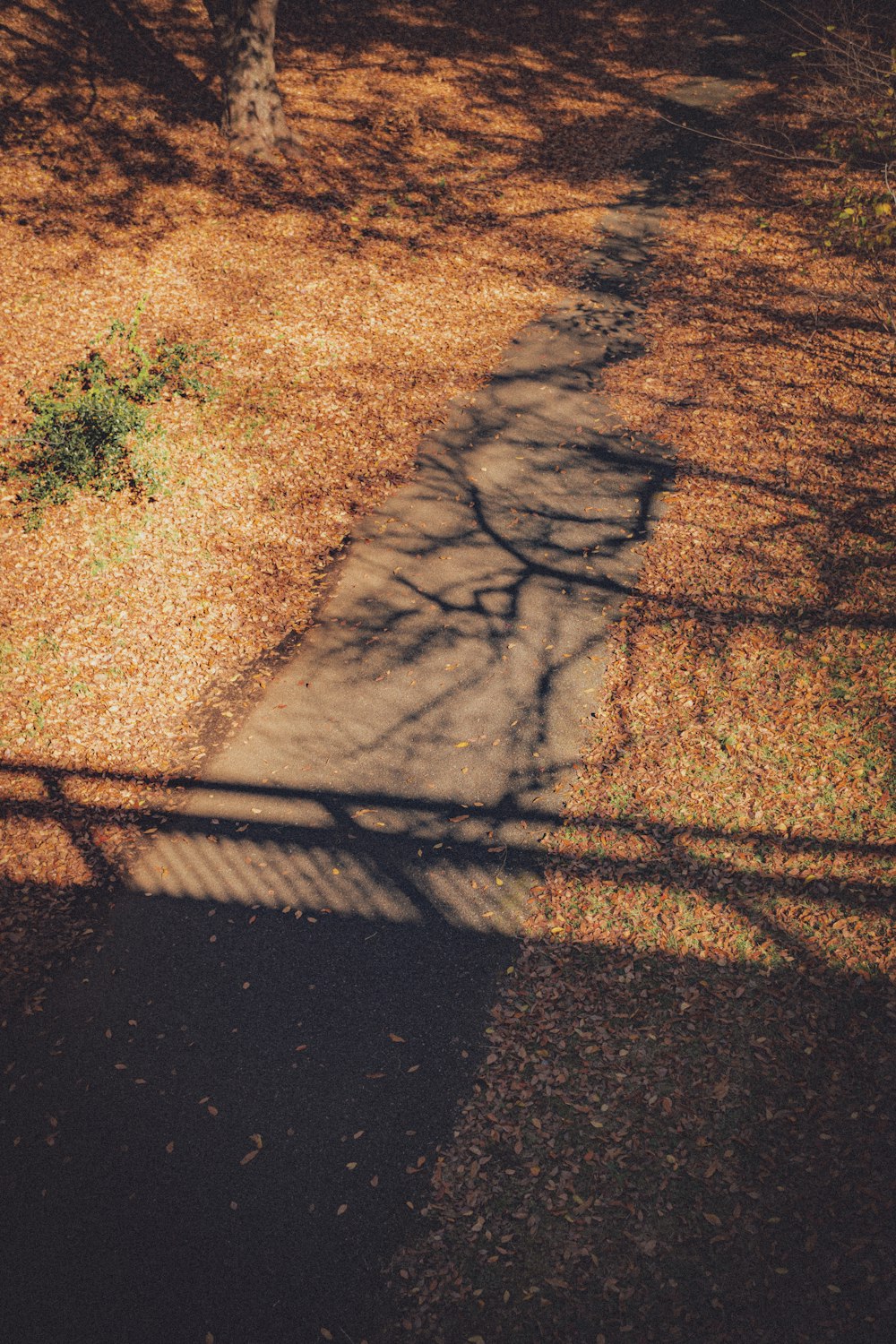 a shadow of a tree on the ground