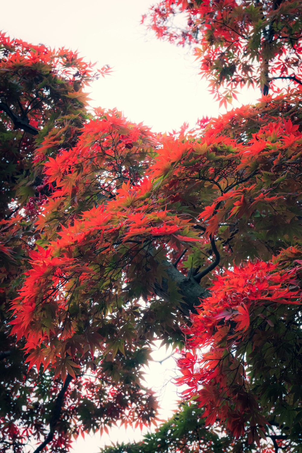 a tree with red leaves and a white sky in the background