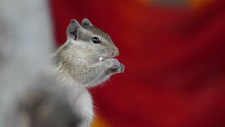 Close-up of the squirrel character looking determined against a bright background.