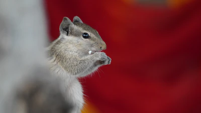 Close-up of the squirrel character looking determined against a bright background.