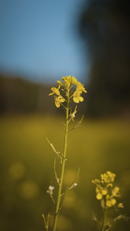A single mustard plant with vibrant yellow flowers stands out against a blurred background. The scene conveys a sense of natural tranquility with soft focus and clear blue sky.