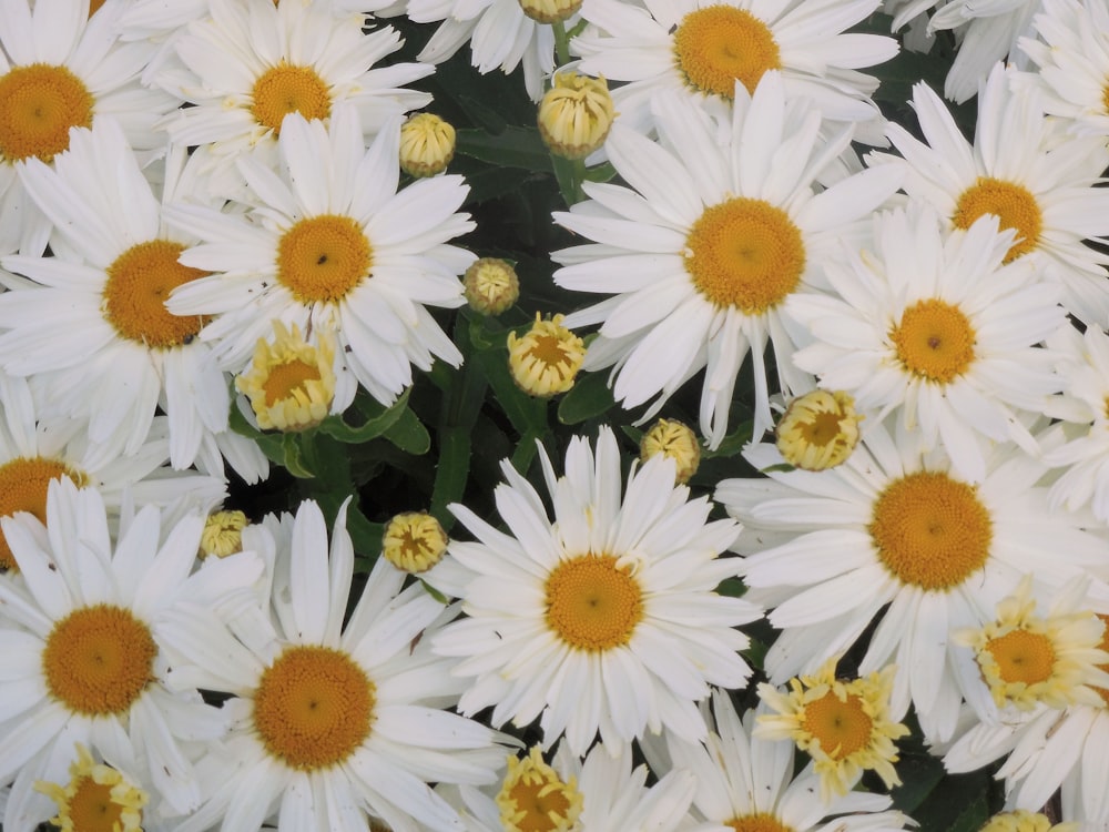 a bunch of white and yellow flowers with yellow centers
