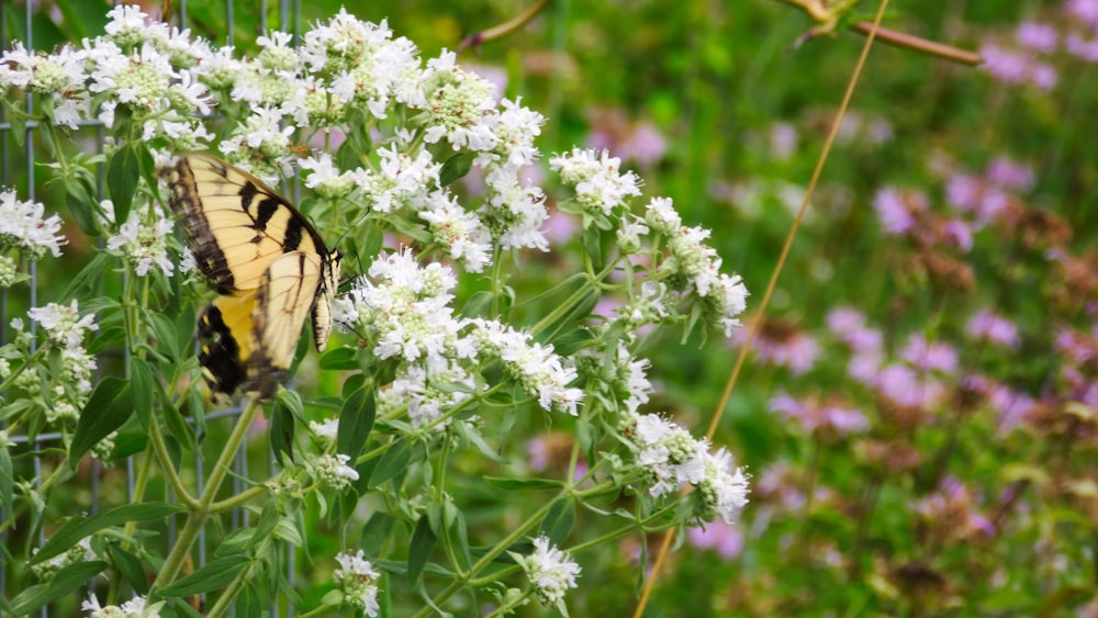 a yellow and black butterfly sitting on a white flower