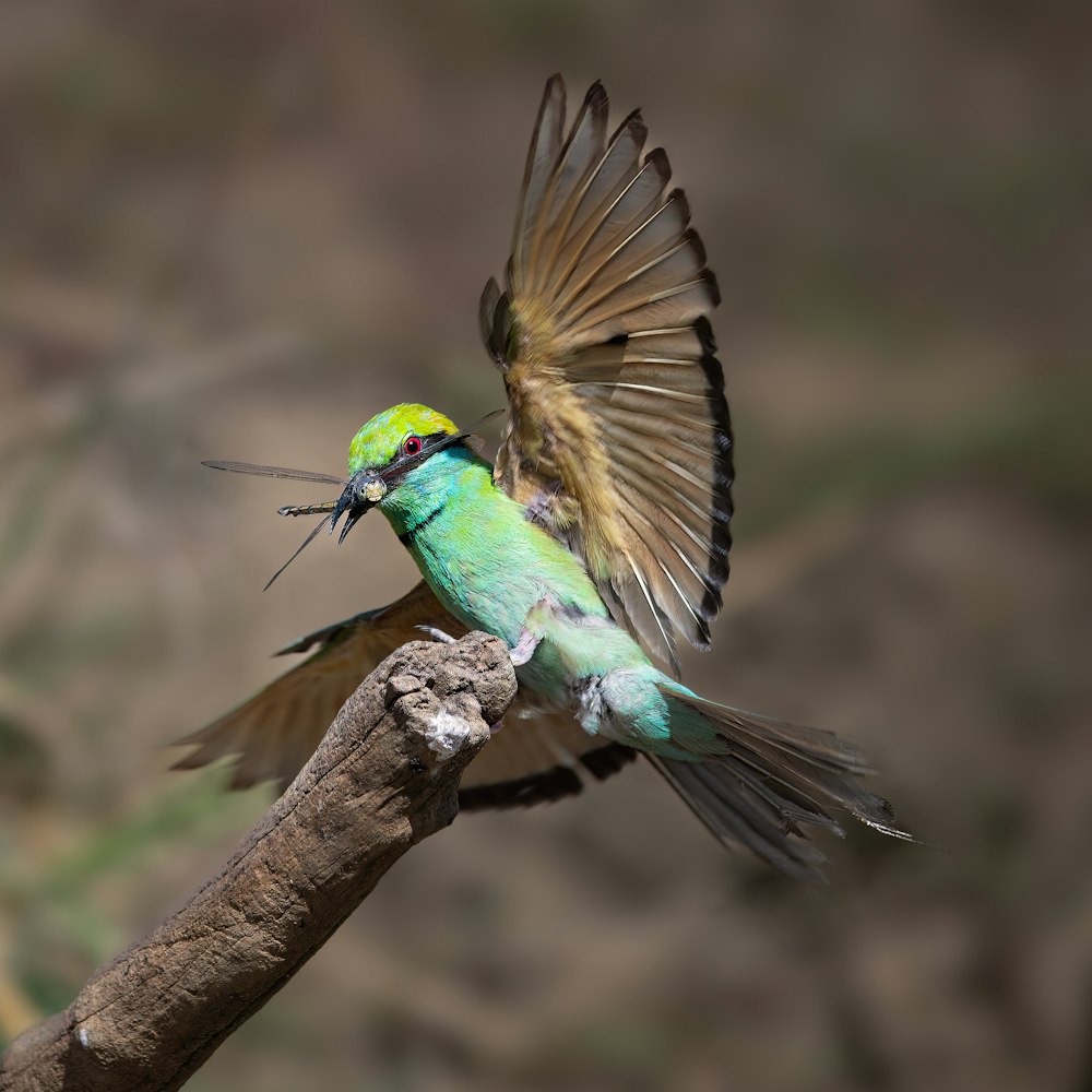 a colorful bird with its wings open on a branch