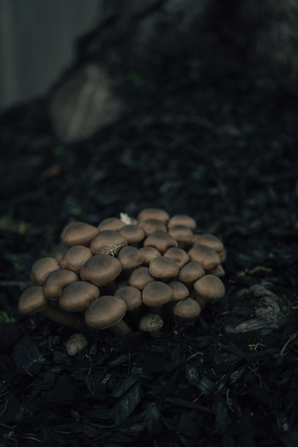 a bunch of mushrooms that are on the ground