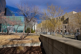 An urban landscape featuring a neatly arranged row of leafless trees in a public plaza. Modern glass and concrete buildings stand in the background, reflecting the bright blue sky. The foreground includes a path bordered by small trimmed bushes and circular patches of bare soil.
