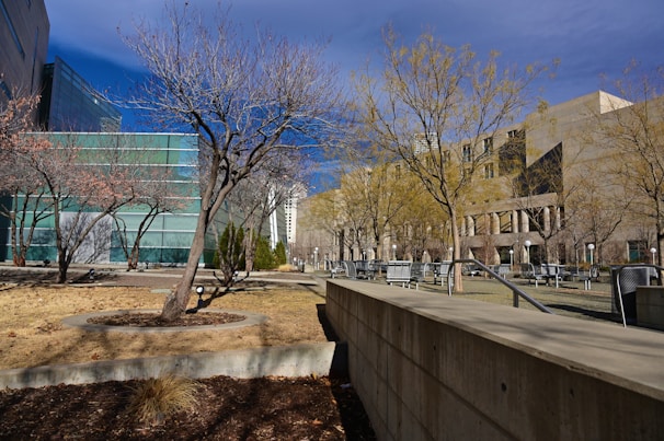An urban landscape featuring a neatly arranged row of leafless trees in a public plaza. Modern glass and concrete buildings stand in the background, reflecting the bright blue sky. The foreground includes a path bordered by small trimmed bushes and circular patches of bare soil.