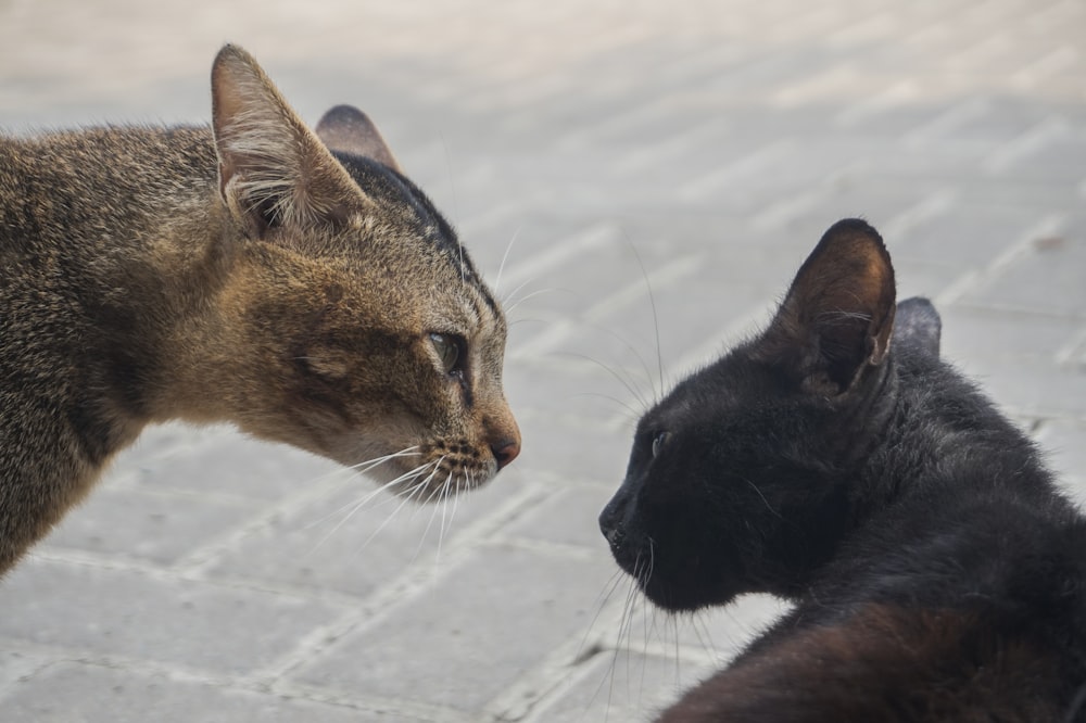 a couple of cats standing next to each other