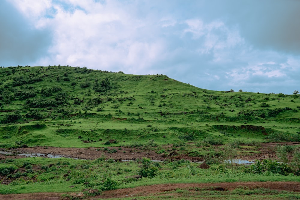 a lush green hillside with a stream running through it