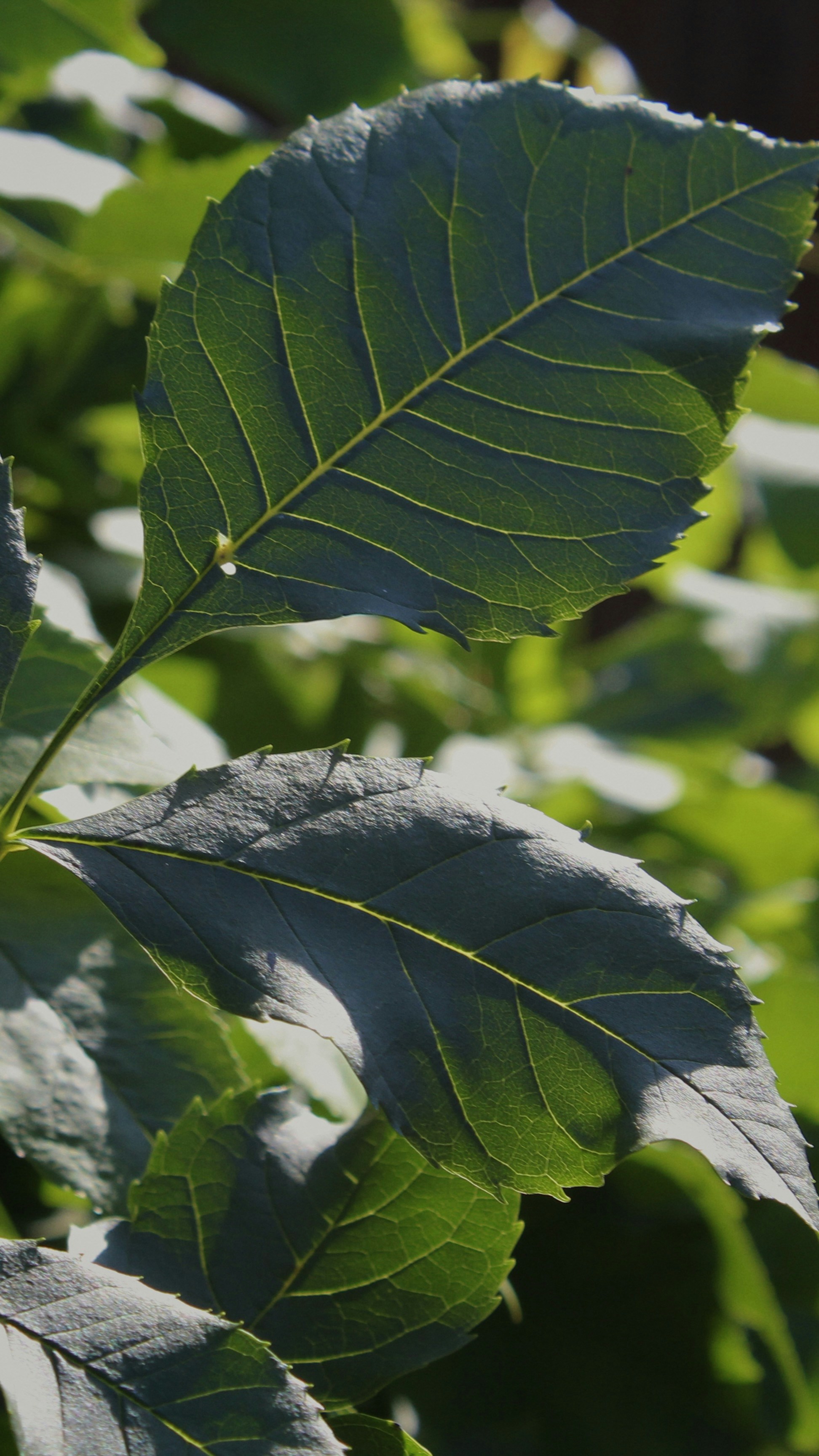 Photo by czapp_botond