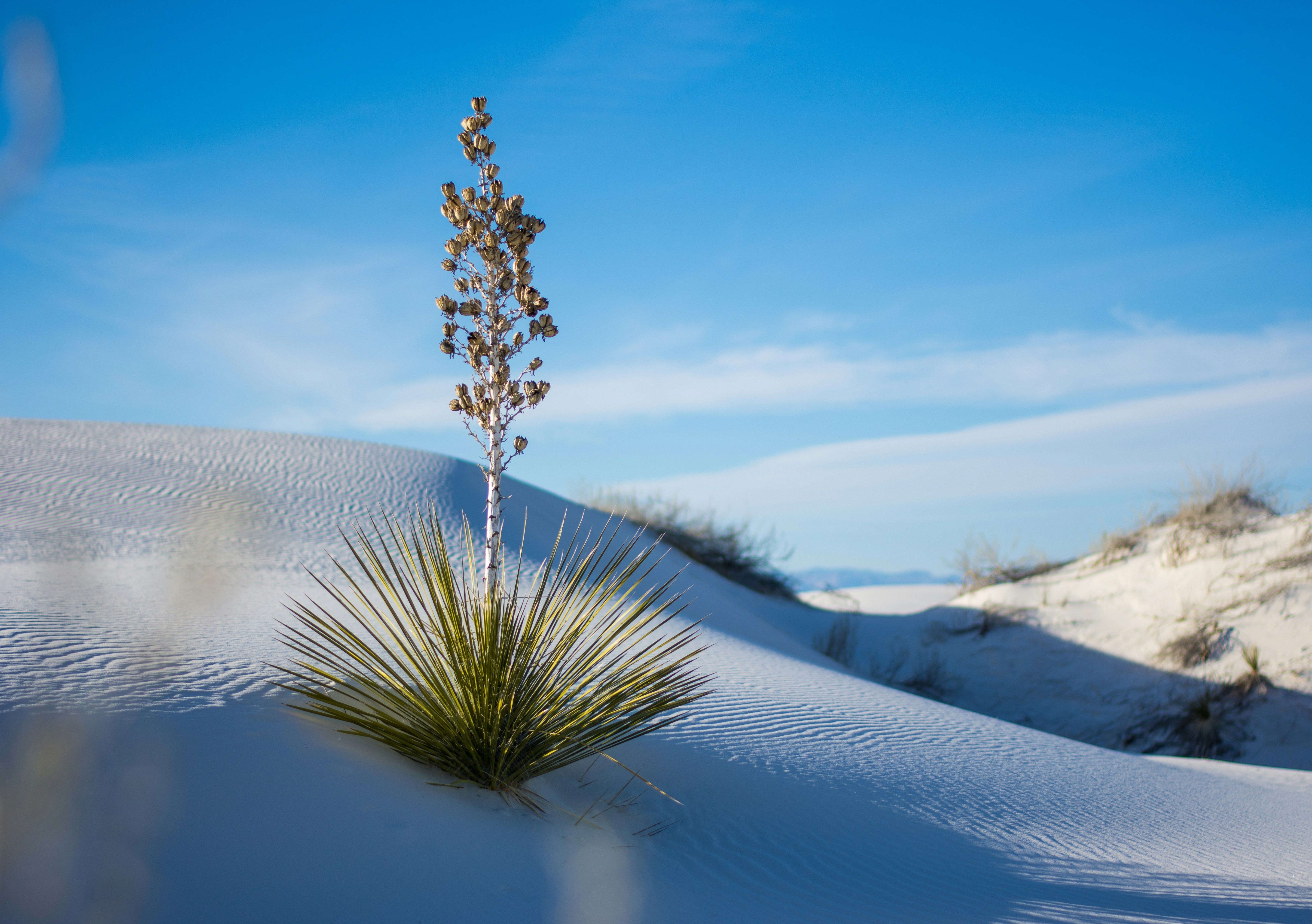a small plant is growing out of the snow