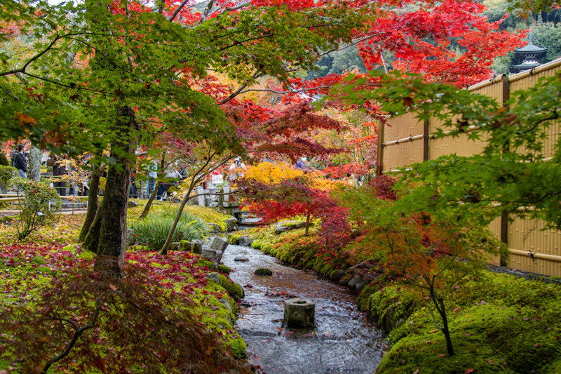 Japanese maples in red and orange beside a stone stream bed in a woodland garden