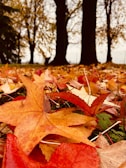 Colorful autumn leaves scattered on the ground with a positive thinking quote.