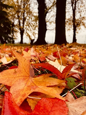 Colorful autumn leaves scattered on the ground with a positive thinking quote.