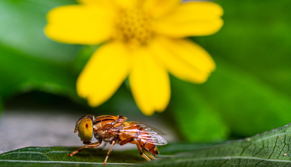 a bee sitting on a green leaf next to a yellow flower