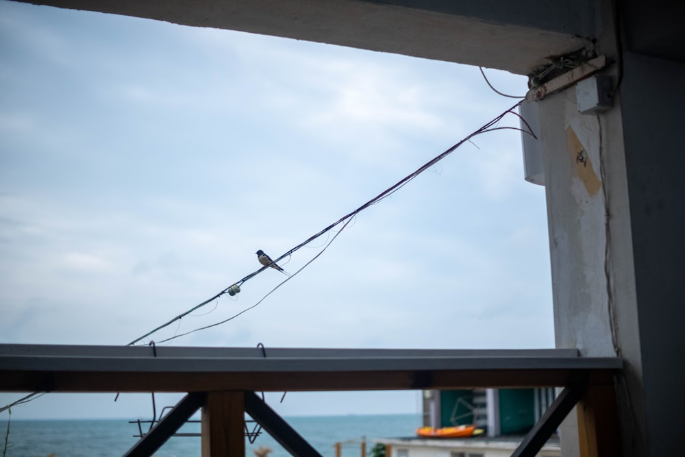 a bird sitting on top of a power line next to the ocean