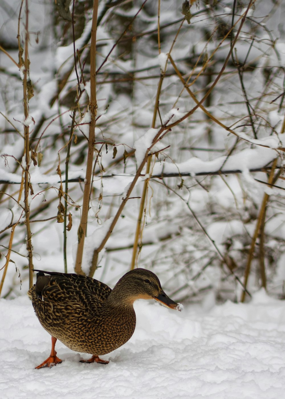 a duck standing in the snow next to a tree