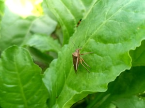 A brown insect with long legs and antennae is resting on a large, vibrant green leaf. The leaf has a smooth texture with visible veins and occupies most of the image. The background consists of additional green leaves and a soft focus, suggesting a natural and lush setting.