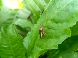 A brown insect with long legs and antennae is resting on a large, vibrant green leaf. The leaf has a smooth texture with visible veins and occupies most of the image. The background consists of additional green leaves and a soft focus, suggesting a natural and lush setting.