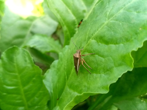 A brown insect with long legs and antennae is resting on a large, vibrant green leaf. The leaf has a smooth texture with visible veins and occupies most of the image. The background consists of additional green leaves and a soft focus, suggesting a natural and lush setting.