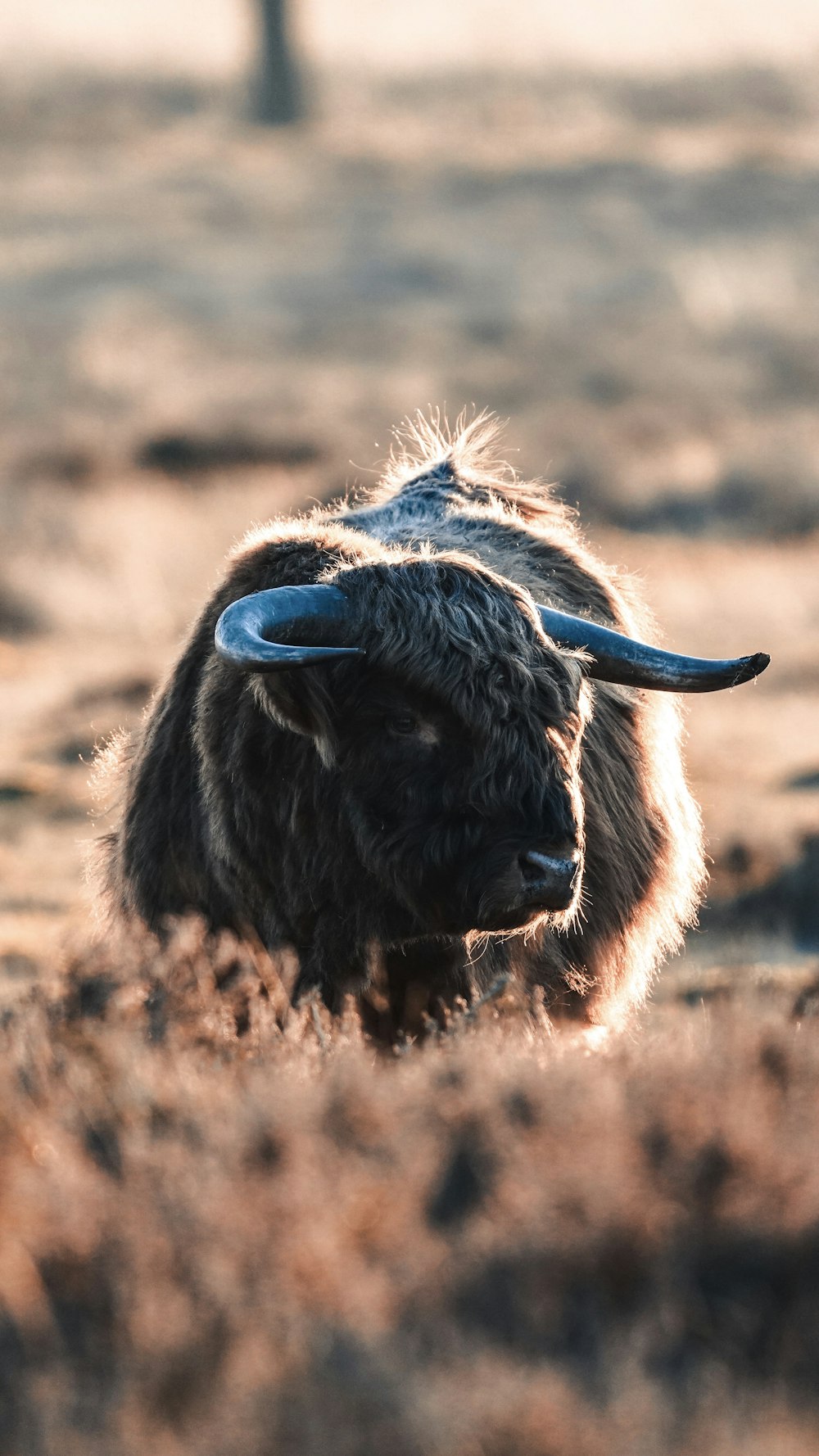 a bison with long horns standing in a field