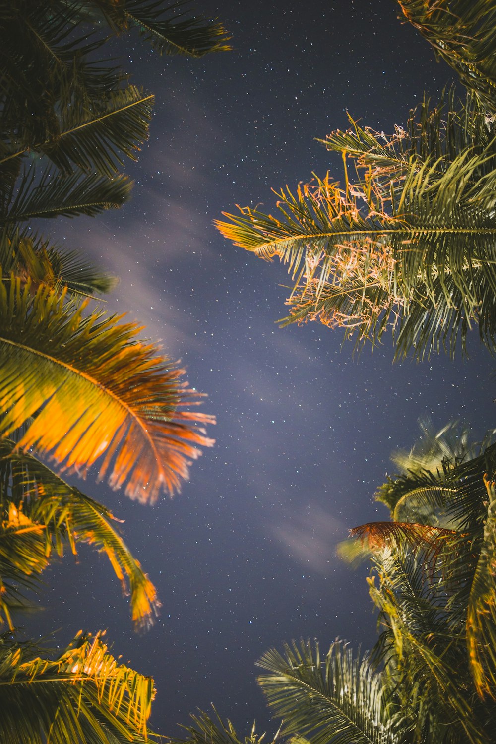 a night sky with stars and palm trees