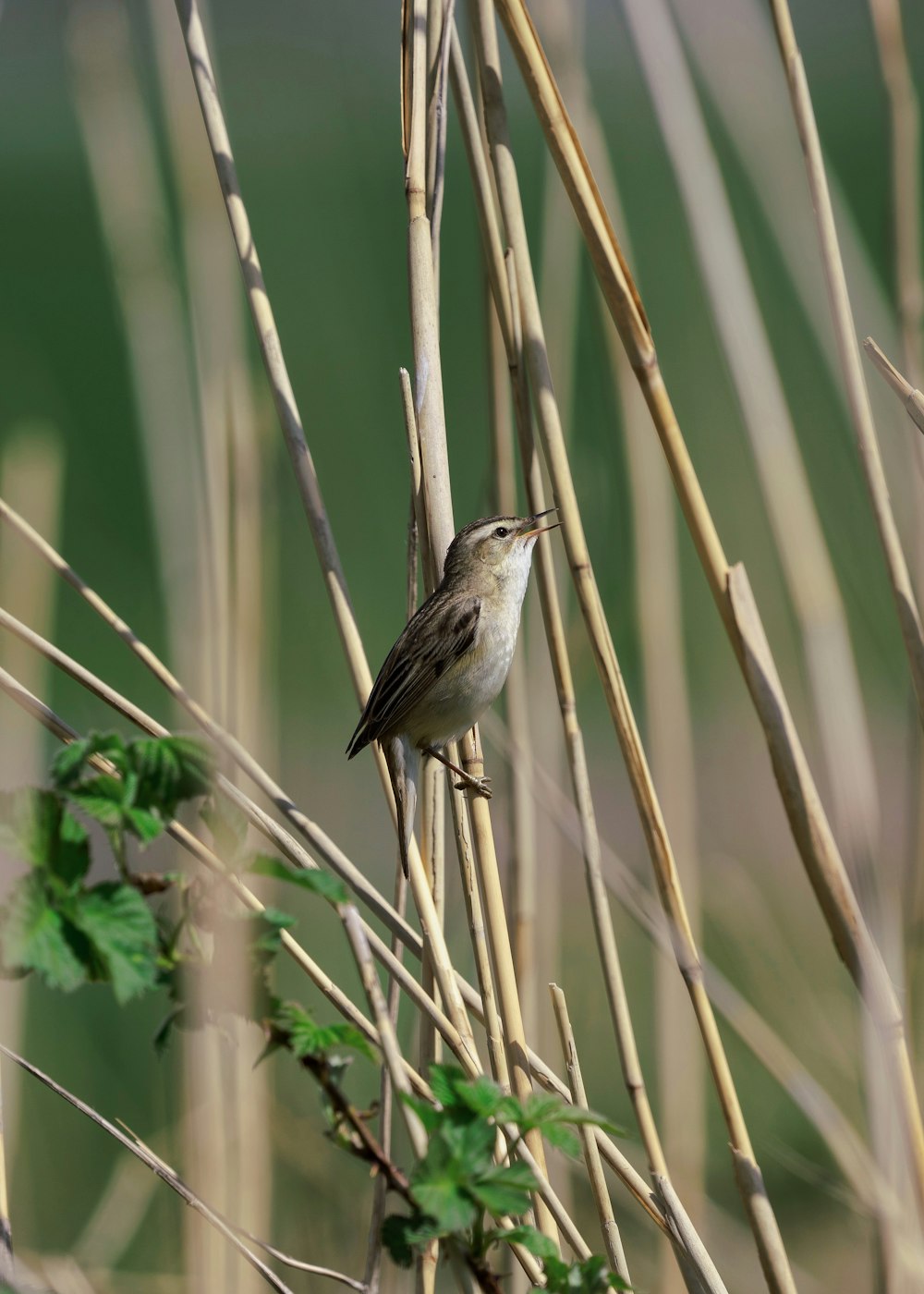 a small bird perched on top of a tree branch