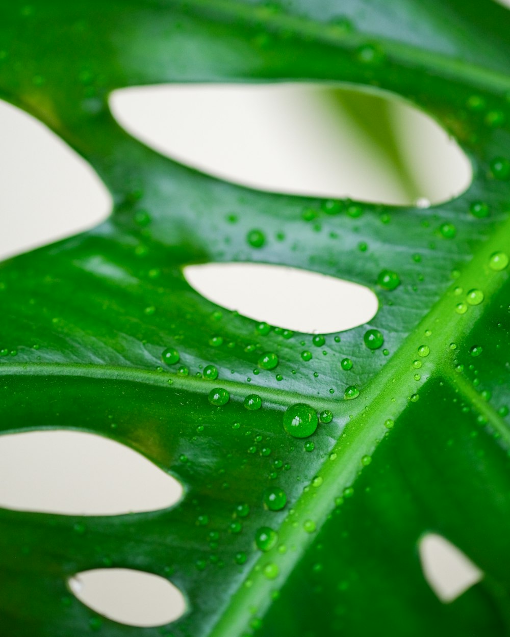 a green leaf with water droplets on it