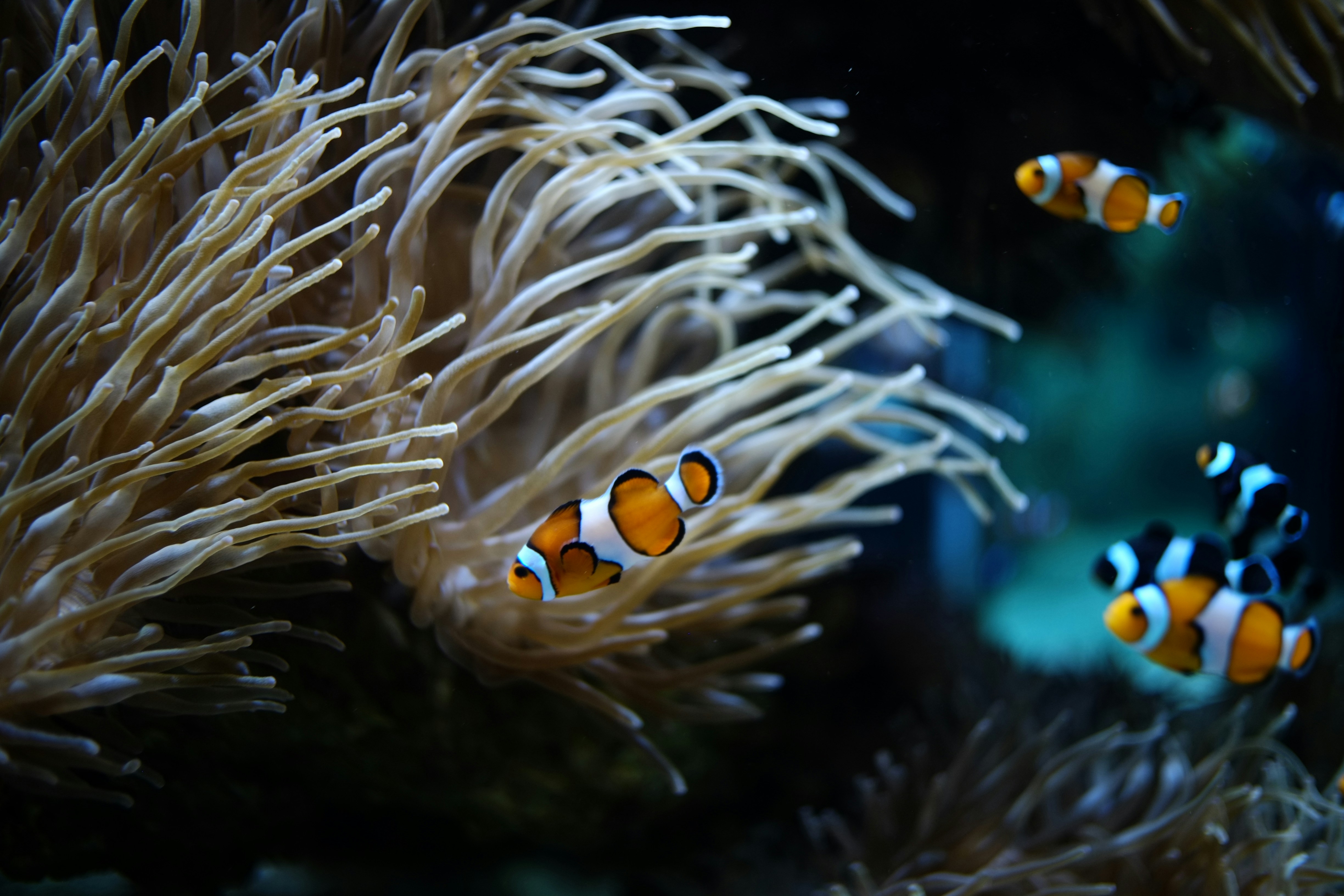 Photo by indiantinker