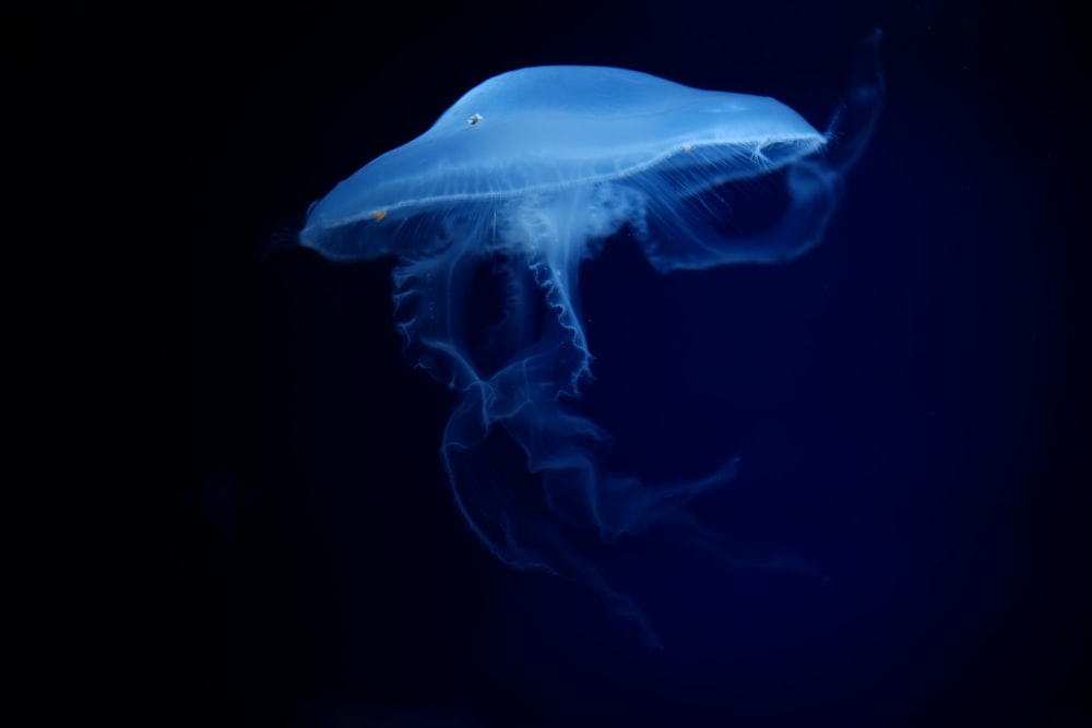 a large blue jellyfish floating in the water