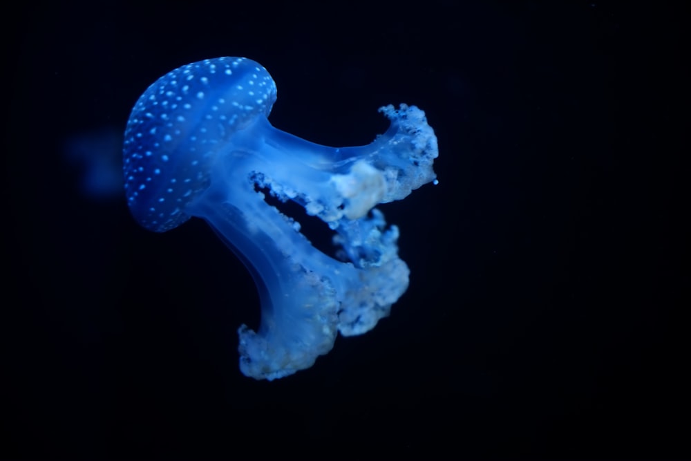 a close up of a jellyfish in the dark