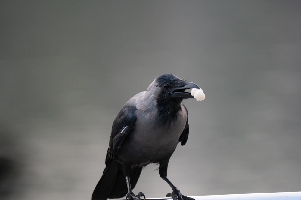 a black and gray bird with an ice cream in it's beak