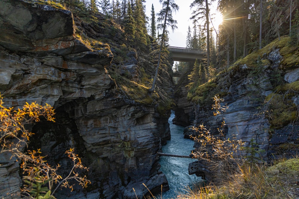 a river flowing under a bridge surrounded by trees