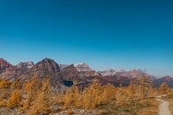 A rustic mountain trail winding through colorful fall leaves under a clear blue sky.