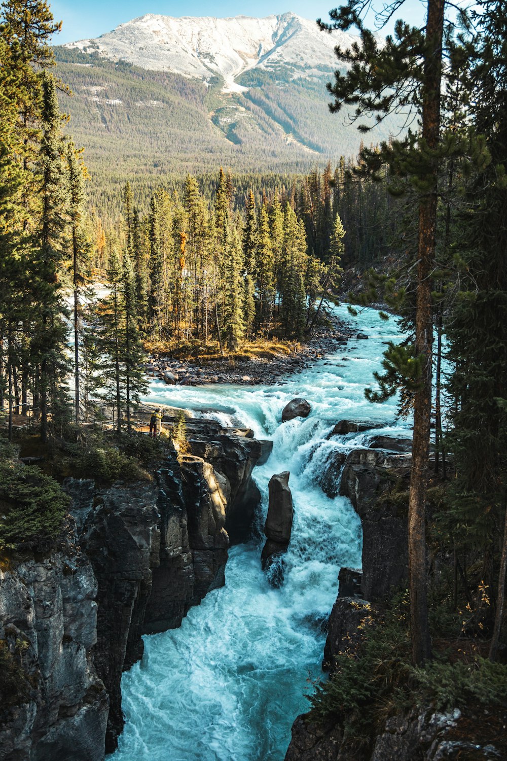 a river flowing through a lush green forest